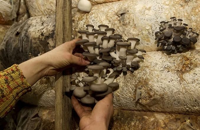 Oyster Mushrooms Spores Non GMO Heirloom 100 Seeds