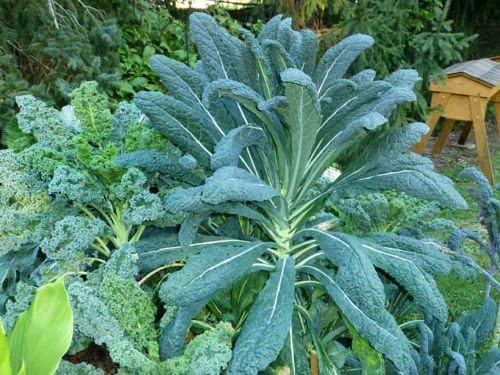 Kale Lacinato (AKA Dinosaur or Tuscan) Great Heirloom Vegetable by Seed Kingdom 500 Seeds