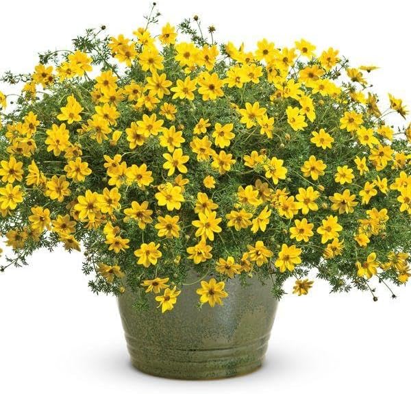 RedCrocus White Delight Bidens- Bright White Summer Blooms for Borders & Containers, Pollinator Attracting, Low Maintenance, Pet Safe, Deciduous Garden Plant 4.5" Pot (Pack of 5)