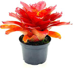 ragnaroc Live Plants – Bromeliad Neoregelia Lamberts Pride, 8-12" in 6" Pot - 1ct - Live Arrival Guaranteed - House Plants for Home Decor & Gift