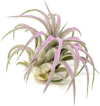 Lavender Colorful Tillandsia Air Plants - Long Lasting Color Enhanced Live Tillandsia Succulent House Plants - Home and Garden Decor - Easy Care Indoor and Outdoor Plants