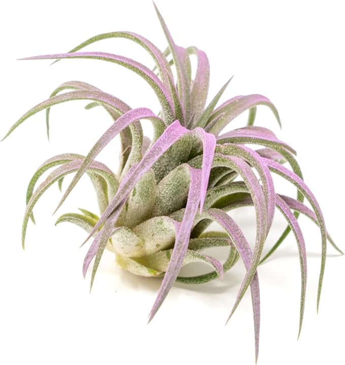 Lavender Colorful Tillandsia Air Plants - Long Lasting Color Enhanced Live Tillandsia Succulent House Plants - Home and Garden Decor - Easy Care Indoor and Outdoor Plant