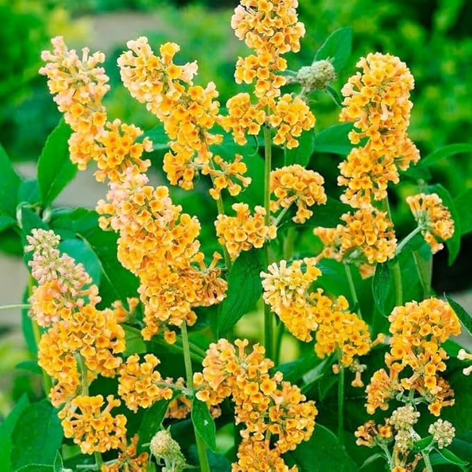 Yellow Orange Butterfly Bush Live Shrub Plant Shrub, Buddleia Bush Well Rooted, 5 to 10 Inc Tall