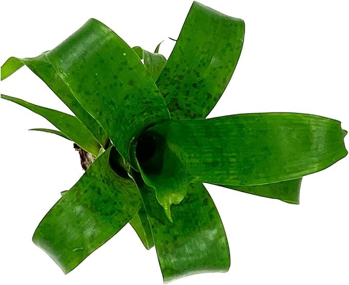 ragnaroc Live Plants – Bromeliad Vrisea Fenestralis, 4-8" 2" Plug - 1ct - Live Arrival Guaranteed - House Plants for Home Decor & Gift