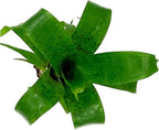 ragnaroc Live Plants – Bromeliad Vrisea Fenestralis, 4-8" 2" Plug - 1ct - Live Arrival Guaranteed - House Plants for Home Decor & Gift