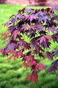 BLOODGOOD Japanese Maple acer palmatum ‘Bloodgood’ 2 - Year Live Tree by Tristar Plants- in ABP Container