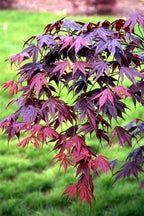 BLOODGOOD Japanese Maple acer palmatum ‘Bloodgood’ 2 - Year Live Tree by Tristar Plants- in ABP Container