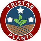 BLOODGOOD Japanese Maple acer palmatum ‘Bloodgood’ 2 - Year Live Tree by Tristar Plants- in ABP Container