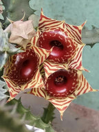 Starfish Cactus Plant in 2 Inch Pot, Live Indoor Succulent for Pot and Hanging Basket, Easy Care Indoor, Outdoor Plants