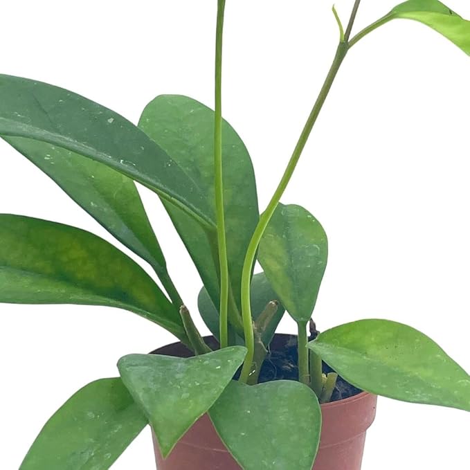BubbleBlooms Hoya Pubicalyx in a 2 inch Pot, Live Rooted Potted Wax Plant