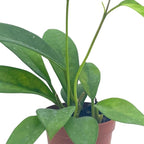 BubbleBlooms Hoya Pubicalyx in a 2 inch Pot, Live Rooted Potted Wax Plant