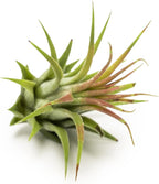 Altman Plants, 12 Air Plant Variety Pack - Small Tillandsia Terrarium Kit - Assorted Species of Live Tillandsia Tropical House Plants for Sale, 2 to 5 Inches Each - Air Plants for Indoor Home Decor