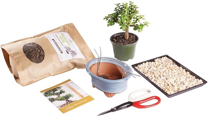 Brussel's Bonsai - Live Dwarf Jade Bonsai Tree Starter Kit with Ceramic Bonsai Pot & Bonsai Soil, Indoor Bonsai Plant Kit, Easy Care Houseplant for Beginners (Green)