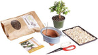 Brussel's Bonsai - Live Dwarf Jade Bonsai Tree Starter Kit with Ceramic Bonsai Pot & Bonsai Soil, Indoor Bonsai Plant Kit, Easy Care Houseplant for Beginners (Green)