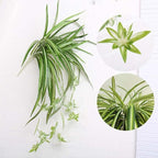 5 Packs Artificial Spider Plant Silk Faux Chlorophytum Comosum Fake Spider Hanging Plant for Outdoor Indoor Home Garden Office Decoreation