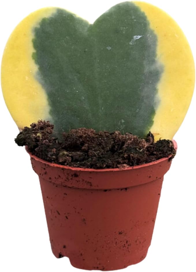 Hoya Heart Variegated Kerri Live Plant in 2-Inch Pot - Rare Heart Succulent, Easy to Care Air-Purifying Houseplant for Home, Office, Wedding Décor, and Birthday Gifts (Heat Pack Included)