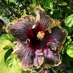30PCS Rare Black Rainbow Hibiscus Seeds - Stunning Black Blooms for Colorful Gardens