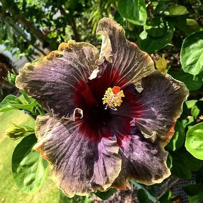 30PCS Rare Black Rainbow Hibiscus Seeds - Stunning Black Blooms for Colorful Gardens