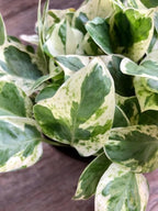 RedCrocus Pearls and Jade Pothos- Indoor Plant with Variegated Green and White Foliage, Air-Purifying, Easy Care, Pet Warning, Hanging & Wall Garden Suitable 8" Hanging Basket
