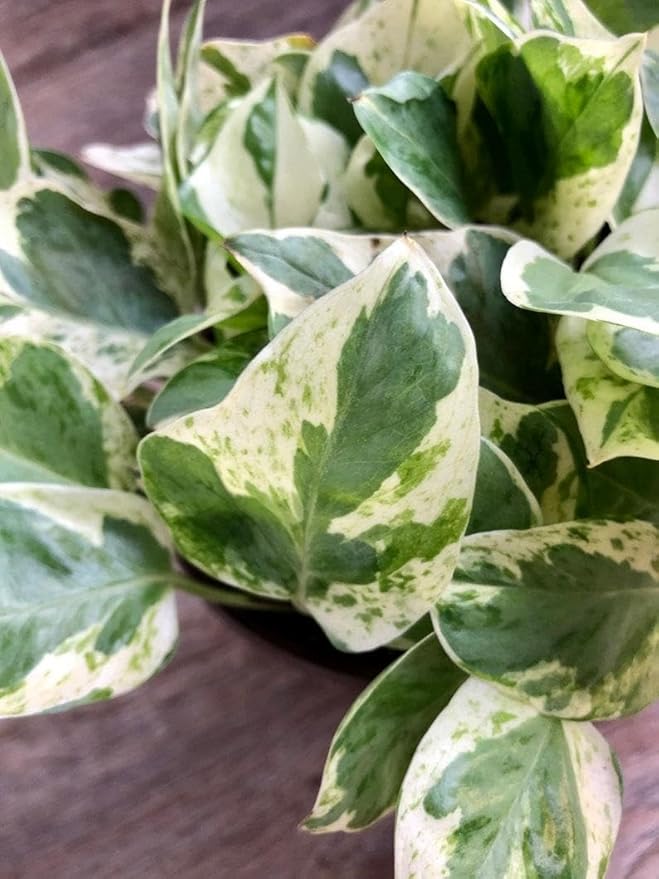 RedCrocus Pearls and Jade Pothos- Indoor Plant with Variegated Green and White Foliage, Air-Purifying, Easy Care, Pet Warning, Hanging & Wall Garden Suitable 8" Hanging Basket