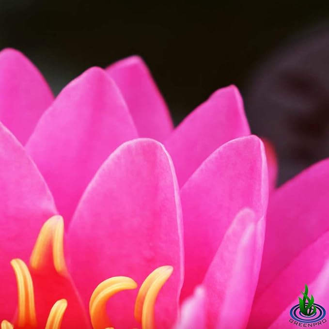 Live Water Lily Tuber Nymphaea Perry's Fire Opal Pink Red Hardy Aquatic Plants for Aquarium Freshwater Fish Pond Flower Garden