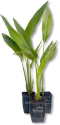 Travelers Palm - 3 Live Plants in 4 Inch Growers Pots - Ravenala Madagascariensis - Rare Ornamental Palms of Florida