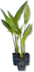 Travelers Palm - 3 Live Plants in 4 Inch Growers Pots - Ravenala Madagascariensis - Rare Ornamental Palms of Florida