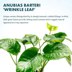 SubstrateSource Anubias Live Aquarium Plants - Potted Freshwater Plant for Fish Tanks, Terrariums - Beginner Friendly Low Light (Barteri Wrinkle Leaf, 1 Pot)