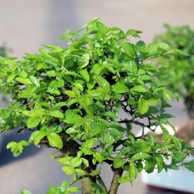 Brussel's Bonsai Live Chinese Elm Outdoor Bonsai Tree 5 Years Old 6"-8" Tall in Plastic Grower Pot, Small