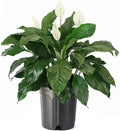 American Plant Exchange Peace Lily Spathiphyllum – 10-Inch Pot – Live Indoor Flowering Houseplant, Easy Care Low Light Plant for Home, Office, or Sympathy Gift Decor