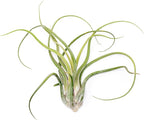 Air Plant Shop XL Tillandsia Caput Medusae Air Plants - Live Tillandsia - Easy Care Indoor and Outdoor House Plants (Pack of 1)