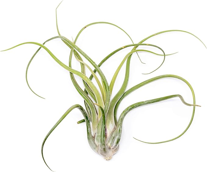 Air Plant Shop XL Tillandsia Caput Medusae Air Plants - Live Tillandsia - Easy Care Indoor and Outdoor House Plants (Pack of 1)