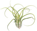 Air Plant Shop 3 Pack XL Tillandsia Caput Medusae Air Plant - Live Tillandsia - Easy Care Indoor and Outdoor House Plants (Pack of 3)