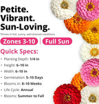 HOME GROWN Thumbelina Zinnia Seeds (1g) – 500 Dwarf Zinnia for Planting 2026, Spring Flower Seeds to Plant Outside, Easy Summer Garden Bloom for Containers & Borders (Zinnia elegans)