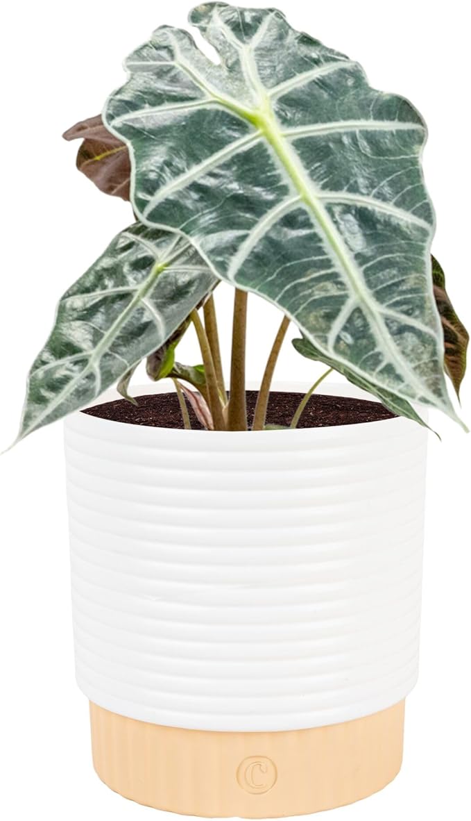 Costa Farms Alocasia Polly Live Plant in Decorative Pot, Indoor Houseplant, Perfect for Home, Room, or Office Decor, Great House Warming or Birthday Gift, 12-18 Inches Tall