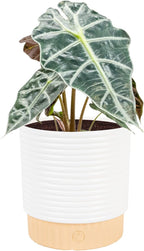 Costa Farms Alocasia Polly Live Plant in Decorative Pot, Indoor Houseplant, Perfect for Home, Room, or Office Decor, Great House Warming or Birthday Gift, 12-18 Inches Tall