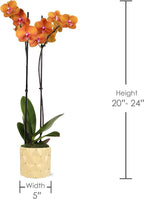 Wild Interiors Green Circle Growers 5IN Premium Salmon Orchid in Soleil Yellow Ceramic Pot | Live Indoor Orchid Plant with Decorative Planter | Modern Home Décor Gift Plant