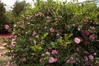October Magic Pink Perplexion Camellia, 1 Gallon, Pink Double Flowers, 4-5 ft Height and Width, Fall Blooming Shrub