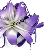 XL Xerographica Colored Air Plant, Live Tillandsia House Plant, Easy Care Indoor Outdoor, Great Gift, Healthy Arrival Guaranteed (Purple)