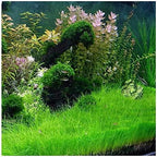 Marcus Fish Tanks - Dwarf Hairgrass Eleocharis Parvula Live Aquarium Plants Carpeting Plant for Aquatic Freshwater Fish Tank BUY2GET1FREE