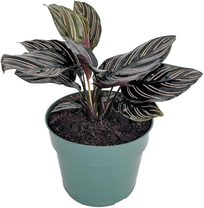 Pin Stripe Prayer Plant - Calathea ornata - Easy House Plant - 4" Pot-Live Plant