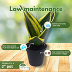 BubbleBlooms Black Gold Snakeplant, in a 2 inch Pot, Green and Yellow Snake Plant, Variegated Sansevieria trifasciata