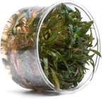 Ultum Nature Systems Cryptocoryne Axelrodi Tissue Culture Live Plant for Aquarium, Aquascaping, Freshwater Fish Tanks - 100% Snail Free in Vitro
