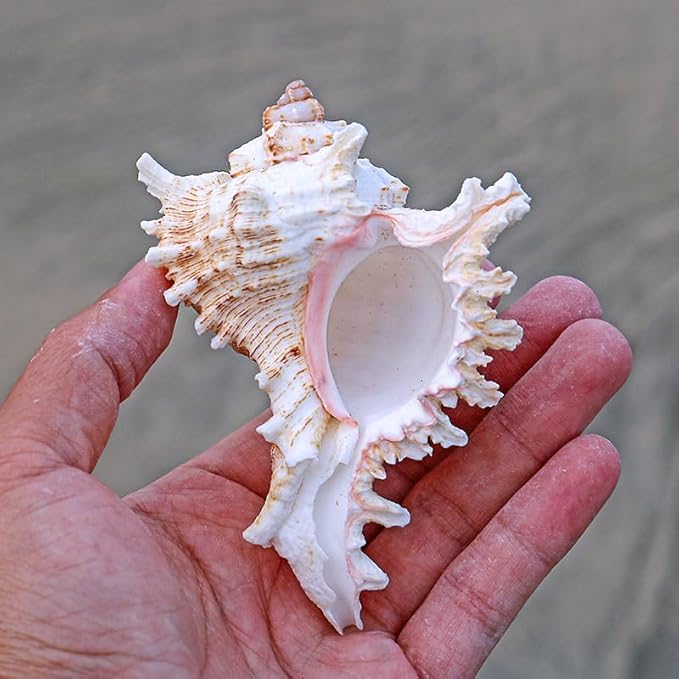 YZHZOM 4 Pack 4-5 inches Conch Shells for Decorating air Plant Holders Unique Succulent Pot Betta Fish Tank Decoration Aquarium décor Fish House for Aquarium Beach Theme Party (No Plants)