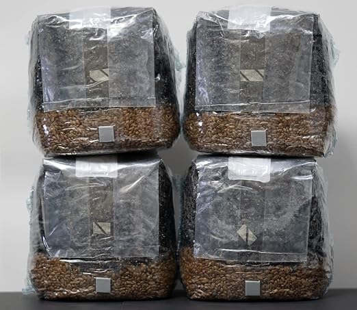 MycoHaus Mushroom All in One Growing Kit with Injection Ports | Indoor Grow Bags for Mushrooms | Home Cultivation Supplies | Without Spores | 4 Pack