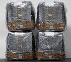 MycoHaus Mushroom All in One Growing Kit with Injection Ports | Indoor Grow Bags for Mushrooms | Home Cultivation Supplies | Without Spores | 4 Pack