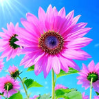 Mix Sunflower Seeds to Plant, 100+pcs Rare Perennial Sunflower Flower Seeds for Planting, Non-GMO Heirloom Flowers Plants Attracts Pollinators for Home Garden Outdoors