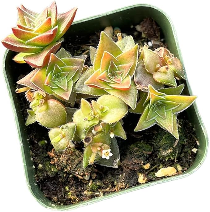 Live Succulent Cactus Plants (2" Pot Crassula Tabularis Pagoda)