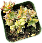 Live Succulent Cactus Plants (2" Pot Crassula Tabularis Pagoda)