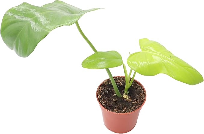 Philodendron Bipennifolium Aurea - 4" Pot from California Tropicals